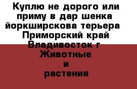Куплю не дорого или приму в дар шенка  йоркширскова терьера. - Приморский край, Владивосток г. Животные и растения » Собаки   